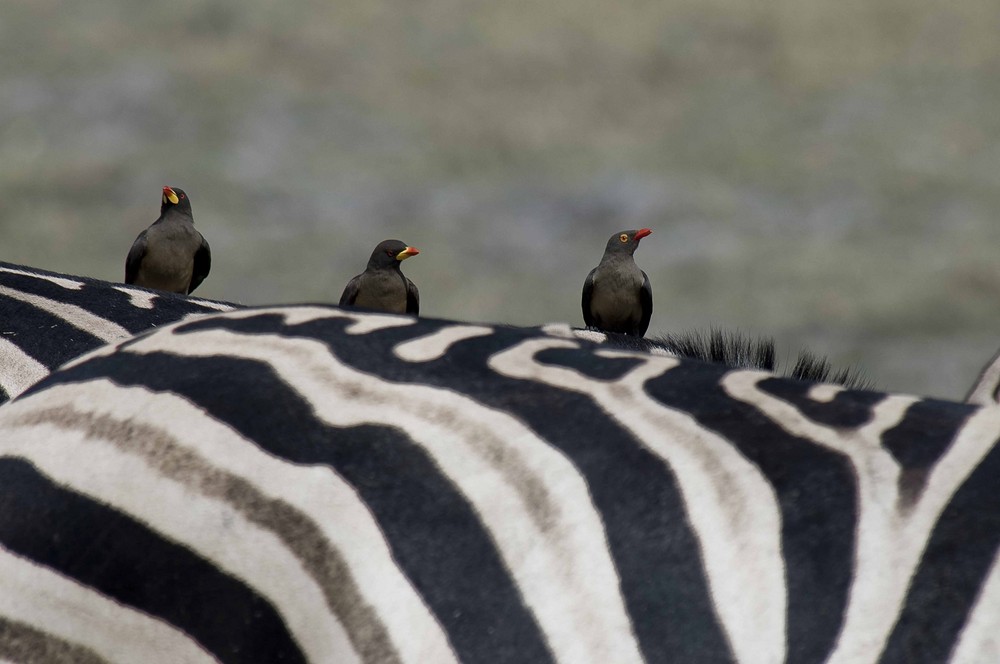 Vögel und Zebras