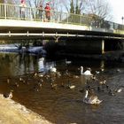 Vögel unter der Brücke