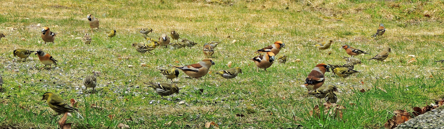 Vögel unter sich!