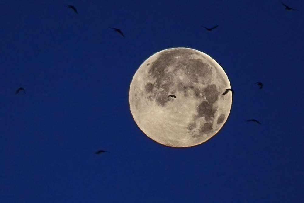 Vögel vor dem Mond