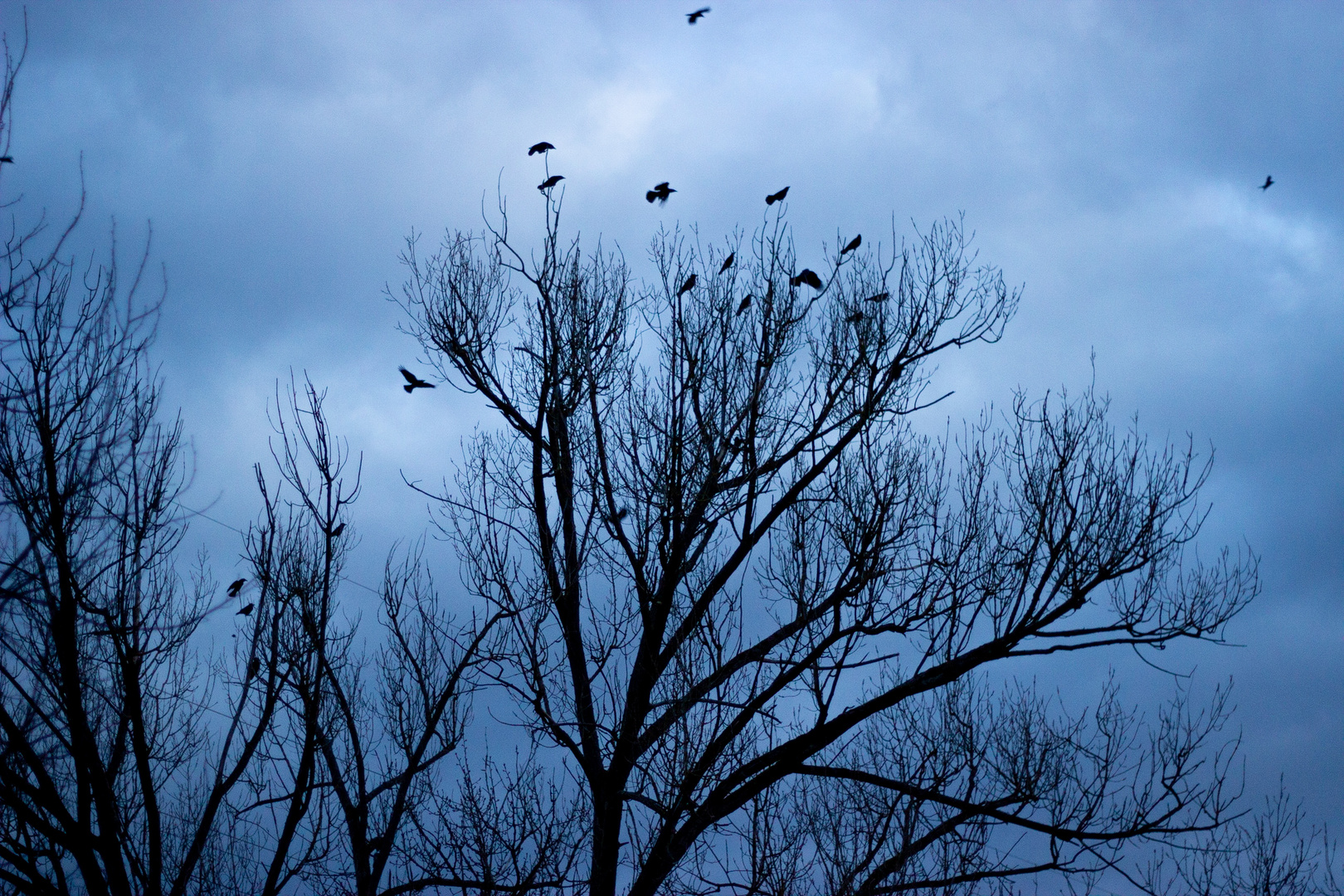 Vögel vor dem Sturm