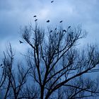 Vögel vor dem Sturm