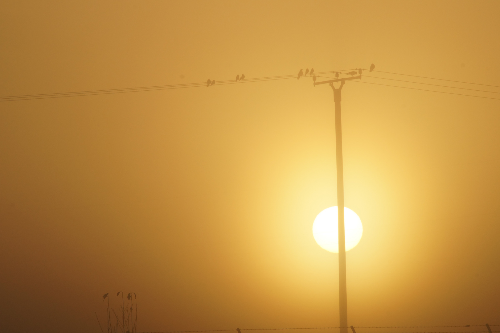 Vögel vor der aufgehenden Sonne im Nebel