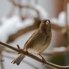 Vögel vor der Kamera