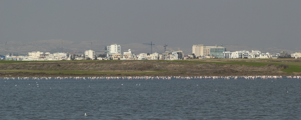 Vögel vor hügeliger Landschaft