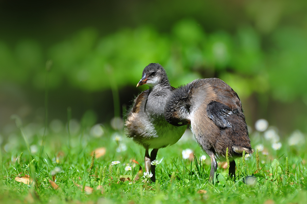 Vögel waschen sich nicht...