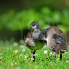 Vögel waschen sich nicht...