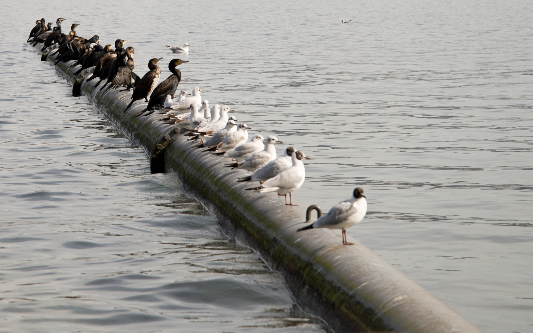 Vögel weiss und schwarz sortiert