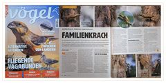 Vögel Zeitschrift 3/2024, Artikel Wendehals-Buntspecht