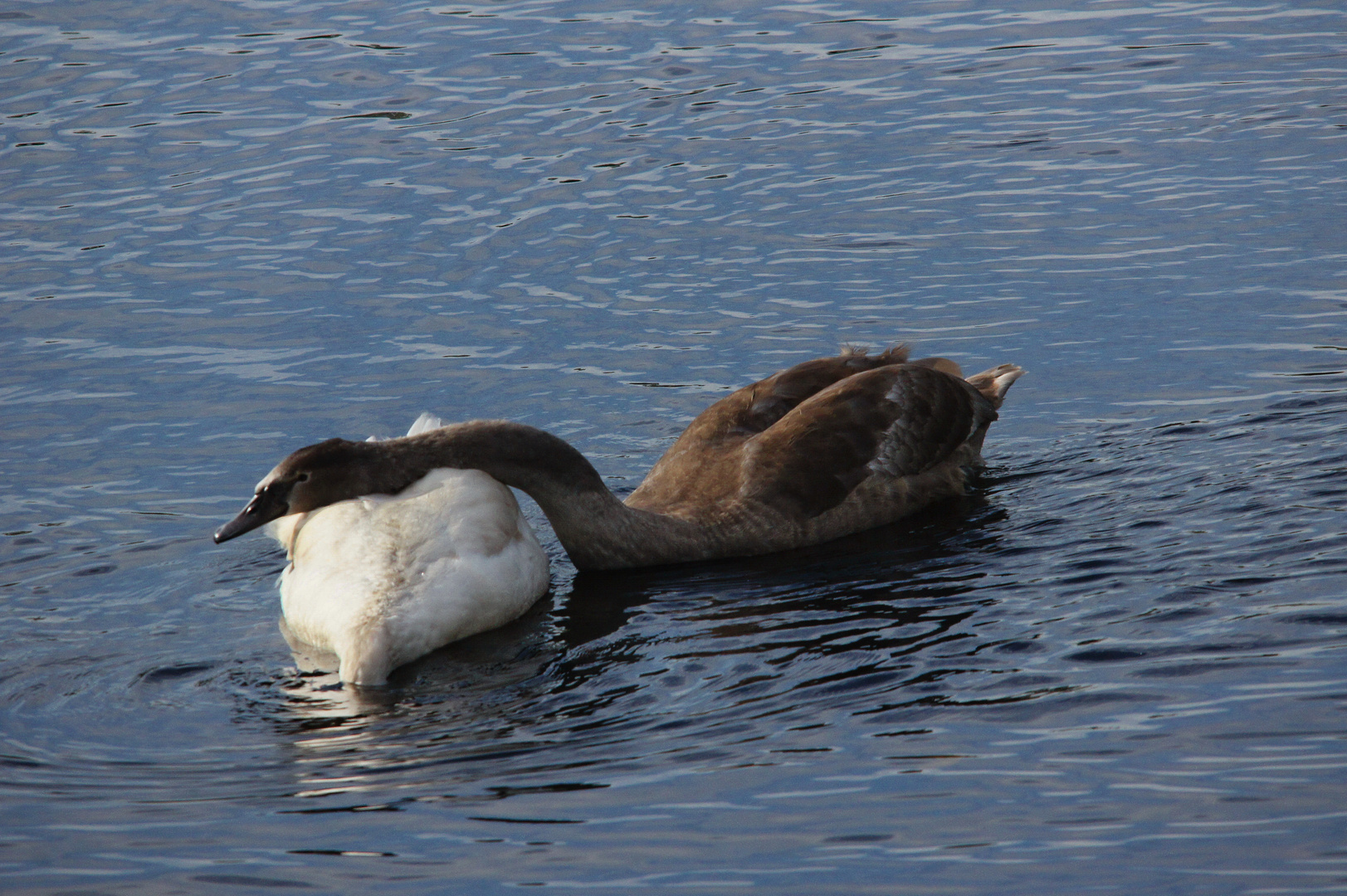 Vögel_Bislicher Insel_05