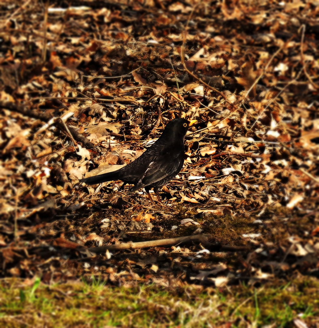 vögelchen flieg 