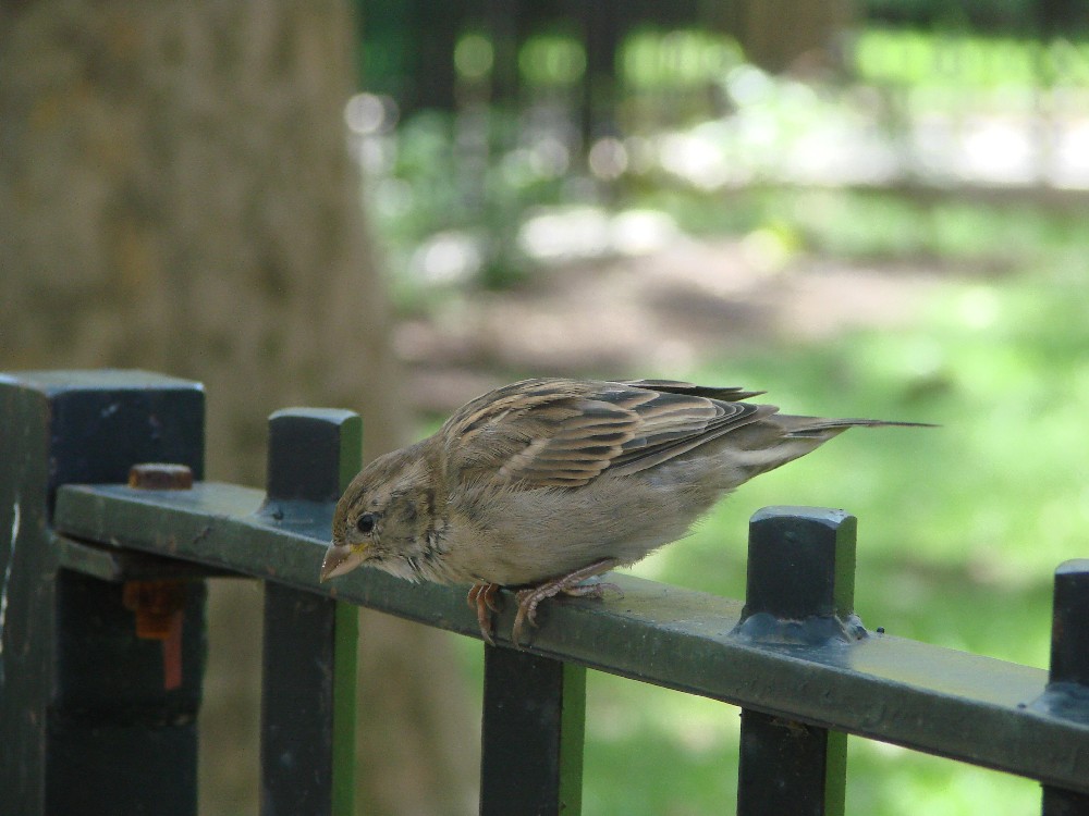 Vögelchen in NYC