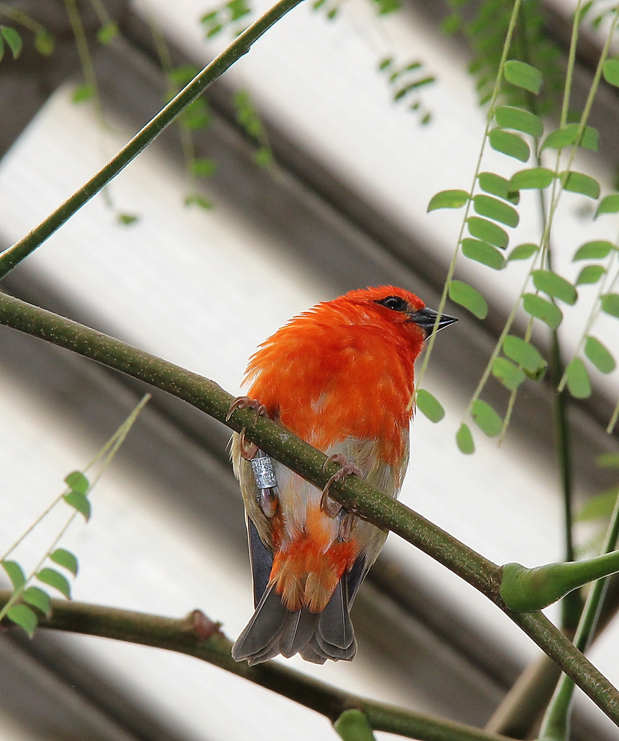 Vögelchen in orange