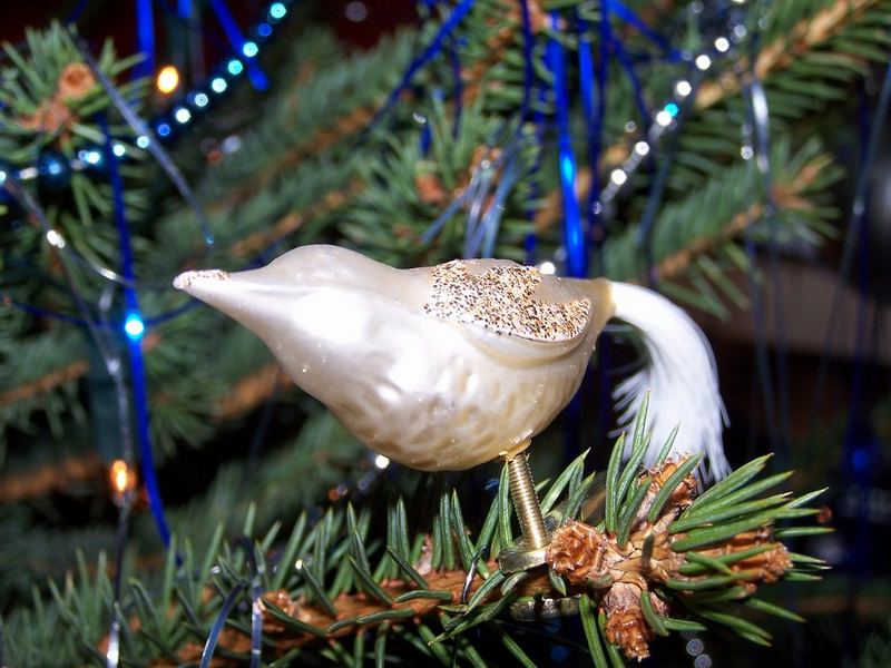 Vögelchen in unserem Weihnachtsbaum