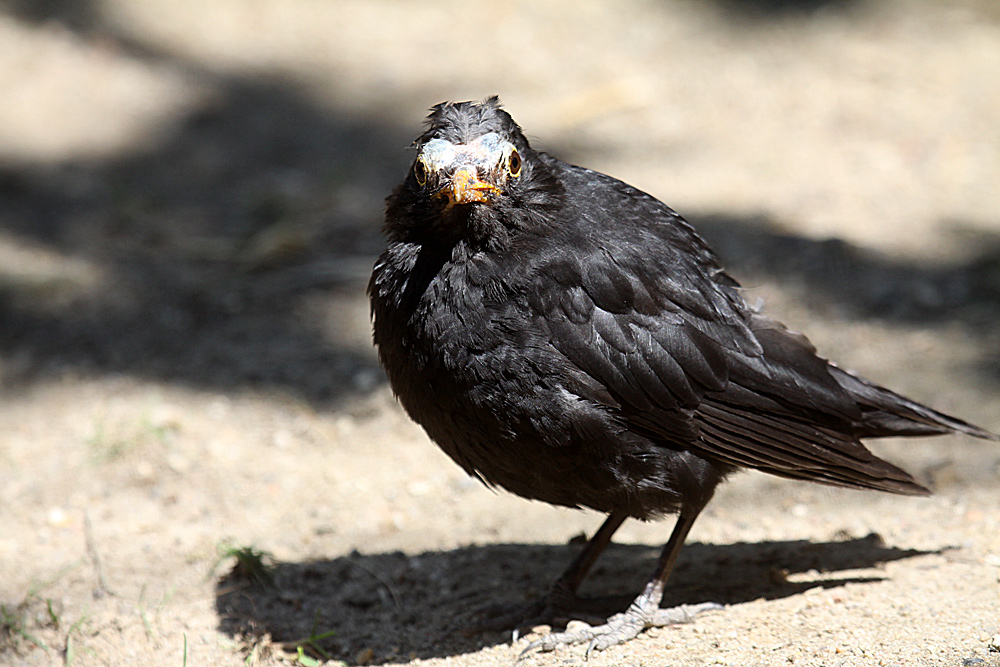 Voegelchen mit Glatze:-)