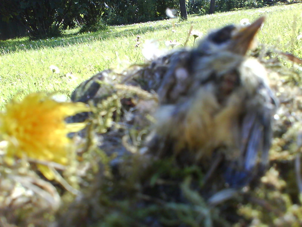 Vögelchen , welches nie fliegen durfte, bb