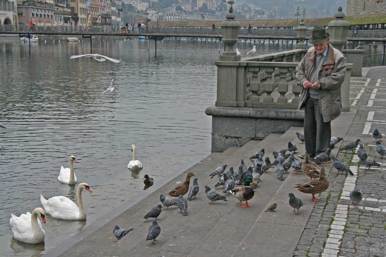 Vögelfütterung in Luzern