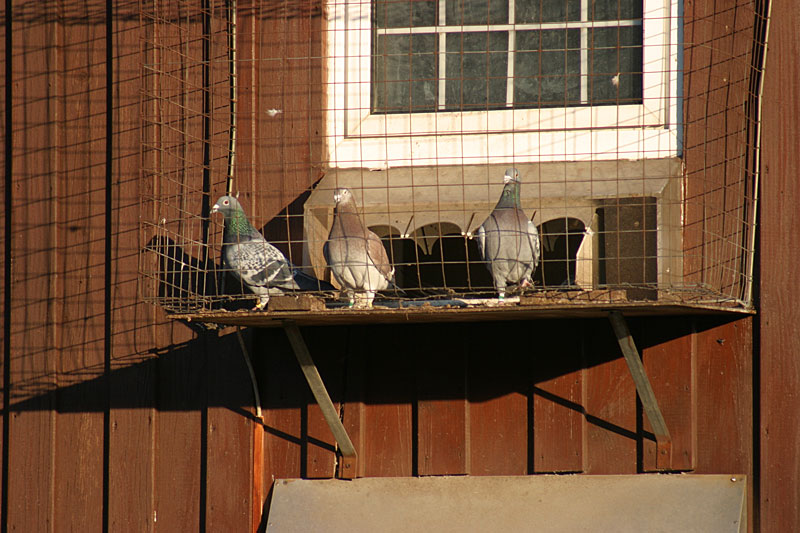 Vögeln hinter Gittern