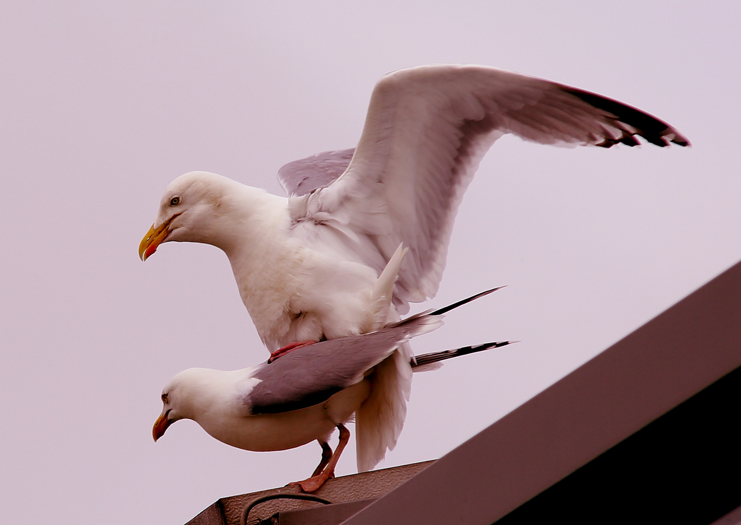 vögeln...äh Vögel äh Tauben oder so ....