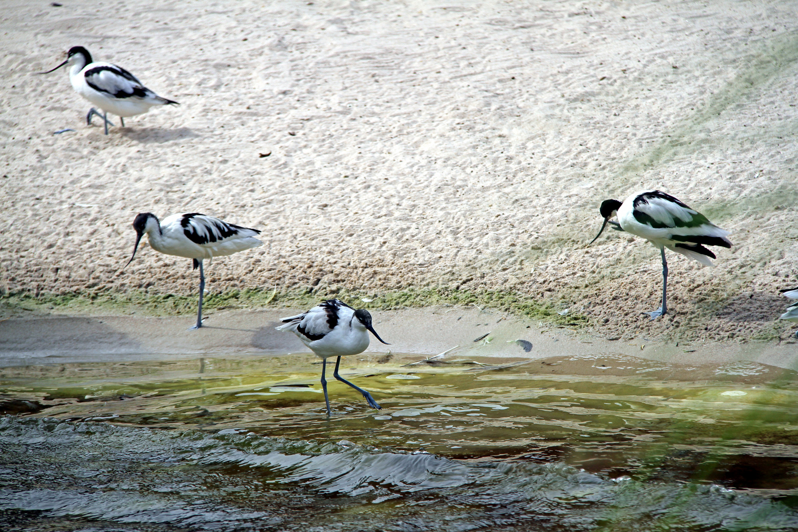 Vögelschwarm im Zoo Heidelberg