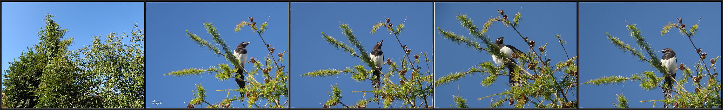 Vöglein im hohen Baum......