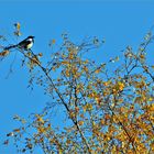 Vöglein im hohen Baum.......