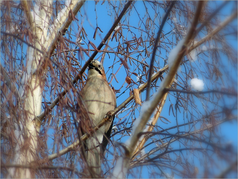 Vöglein im hohen Baum