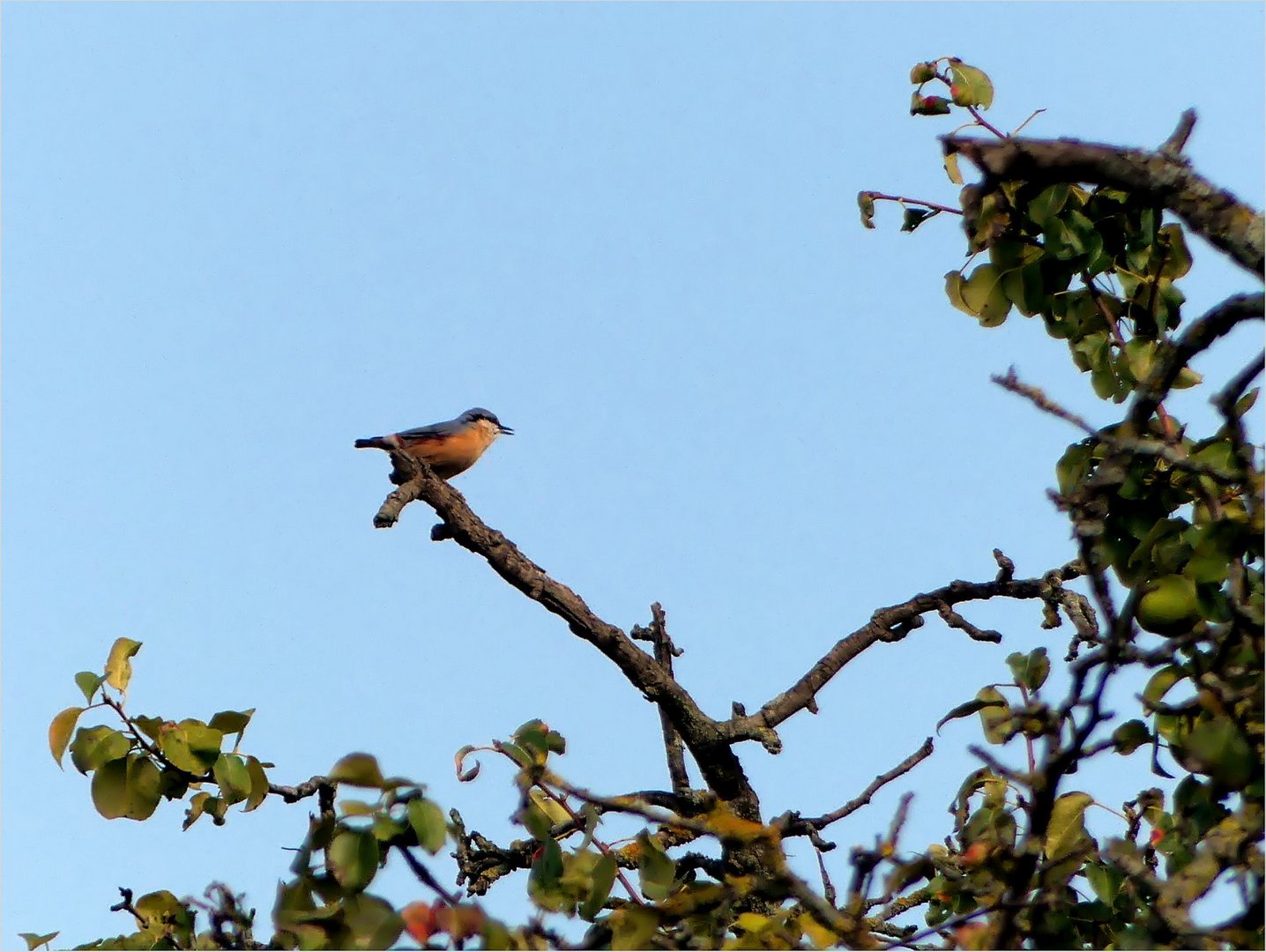 Vöglein im hohen Baum, klein ist's,