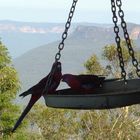 Vöglen aus Australien mit Blue Mounatain Hintergrund