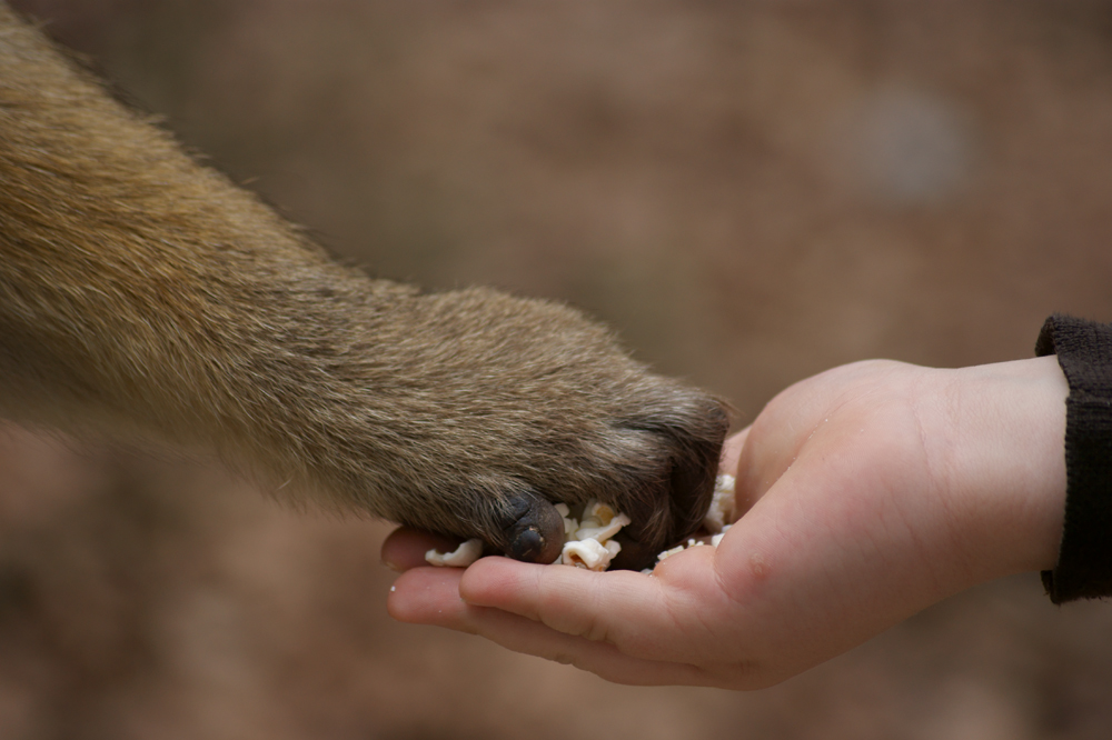 Völkerverständigung Foto & Bild tiere, tier und mensch, natur Bilder