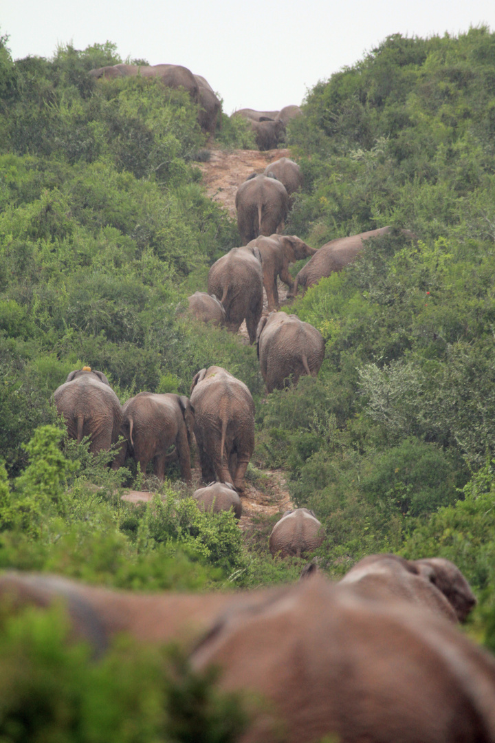 Völkerwanderung im Addo Elephant National Park