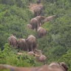 Völkerwanderung im Addo Elephant National Park