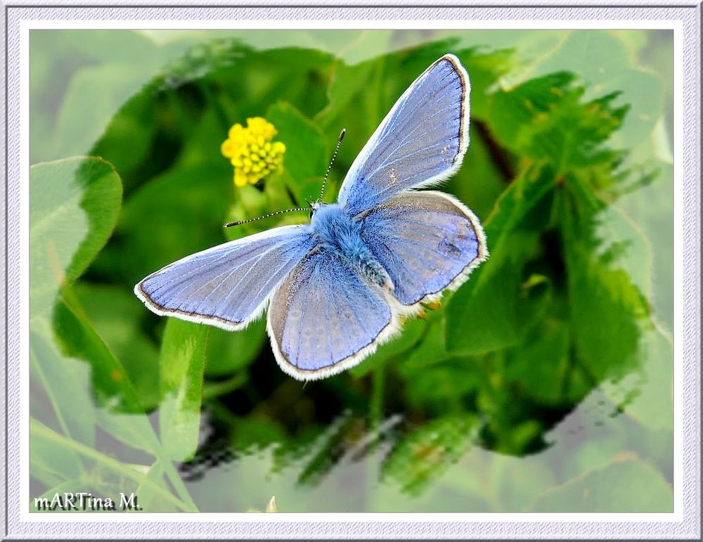 Völlig blau  (mit Gedicht)