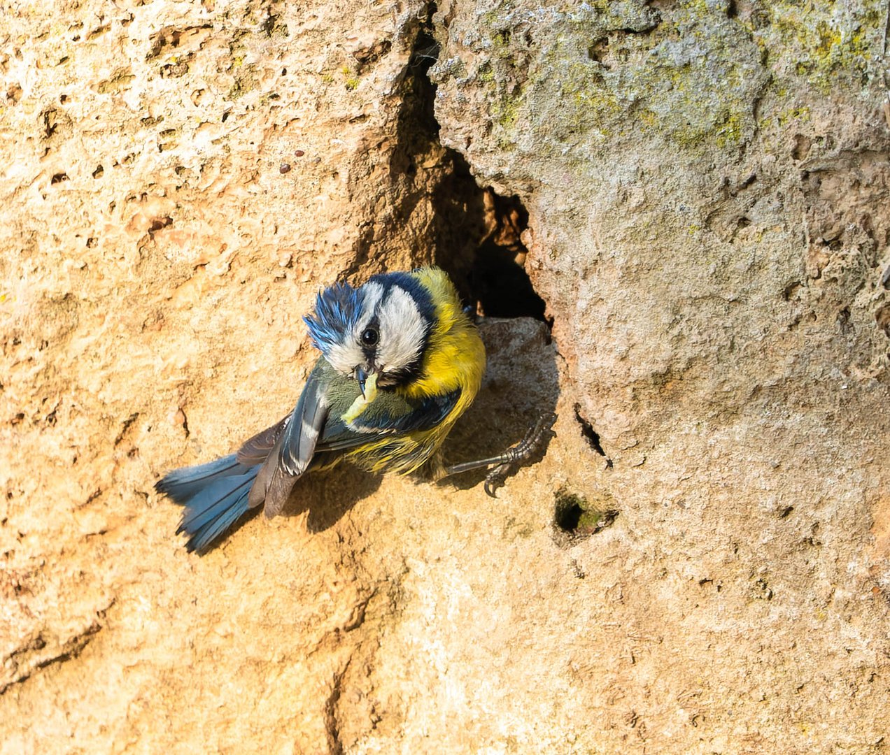 Völlig fertig... Foto & Bild natur, tiere, wildlife Bilder auf