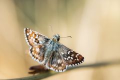 ... völlig ungeniert ...