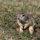 Völlig ungeniert... " nacktes " Zieselmännchen, wildlife