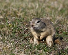 Völlig ungeniert... " nacktes " Zieselmännchen, wildlife