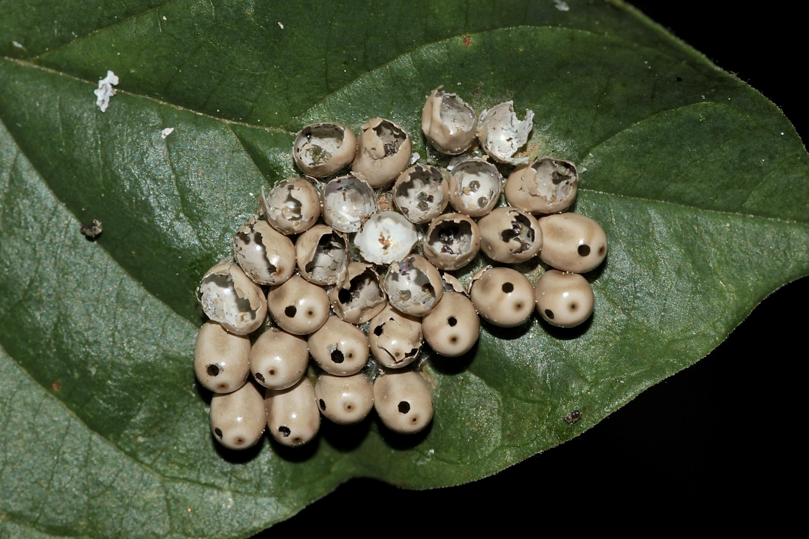 Völlig von Schlupfwespen parasitiert ...