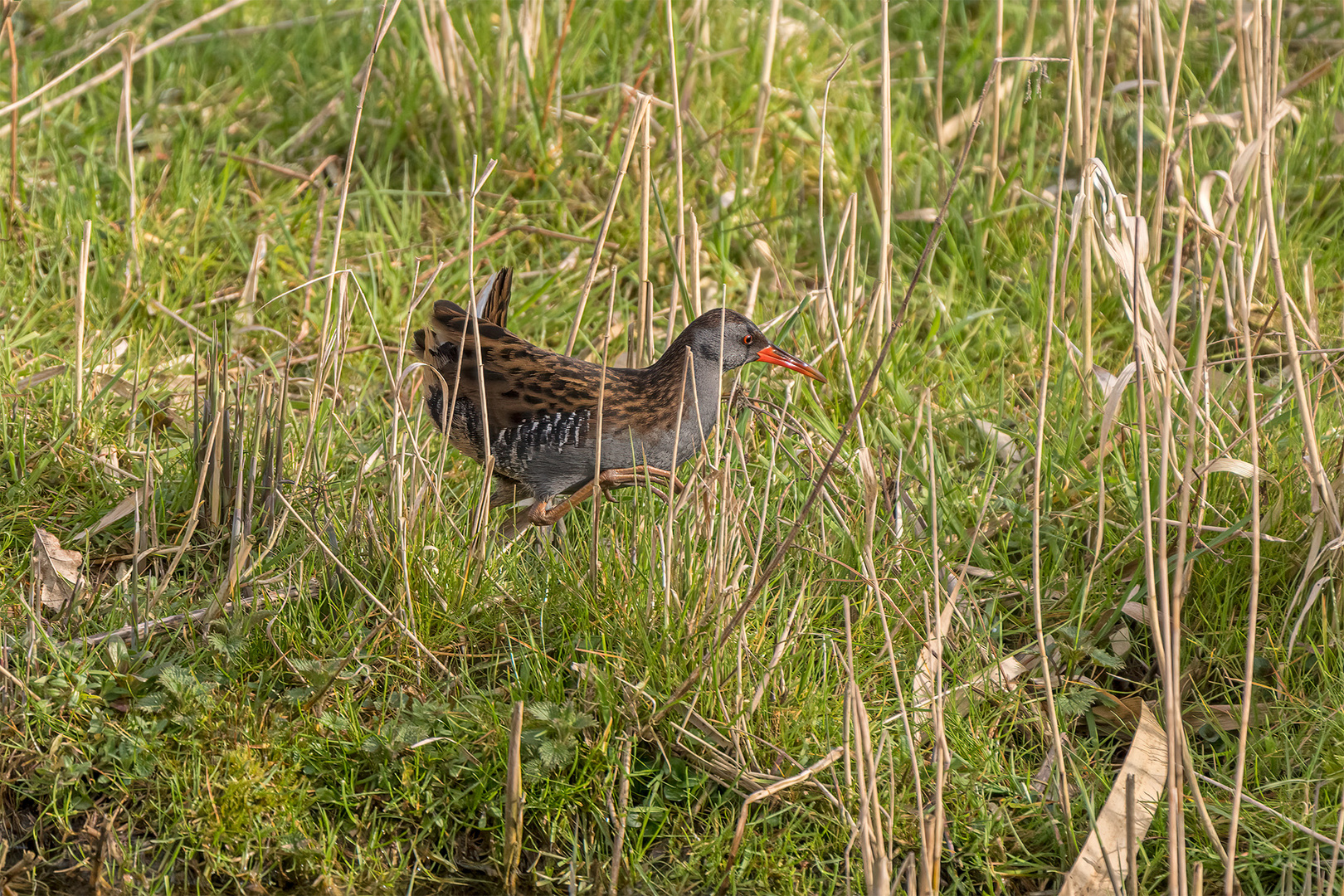 Vörier Stapelteiche 379.