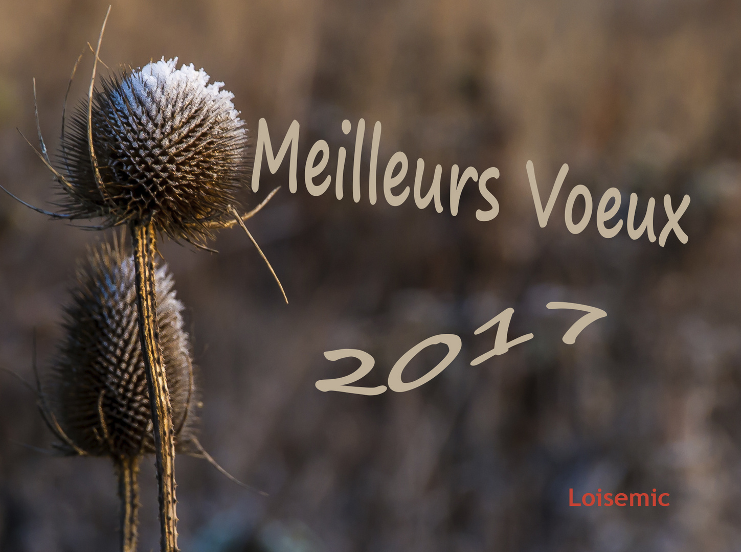 Voeux 2016-loisemic-