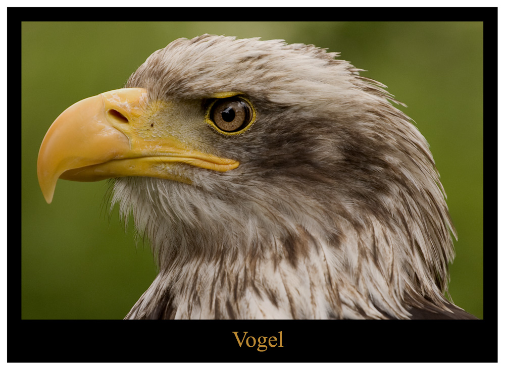 Vogel