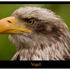 Vogel