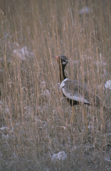 Vogel 2 Namibia 2007