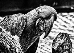 ... vogel                 
