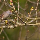 Vogel ... aber welcher? Es ist eine Mönchsgrasmücke (w)