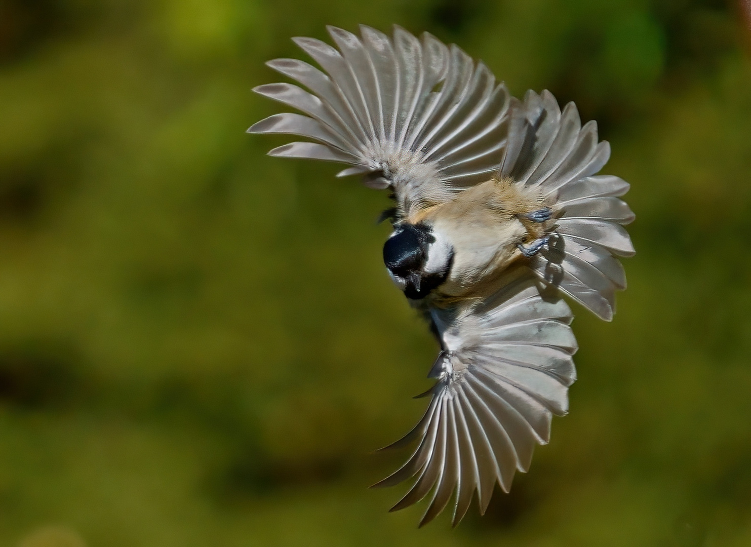 Vogel als Fächer ..:-)) Tannenmaise