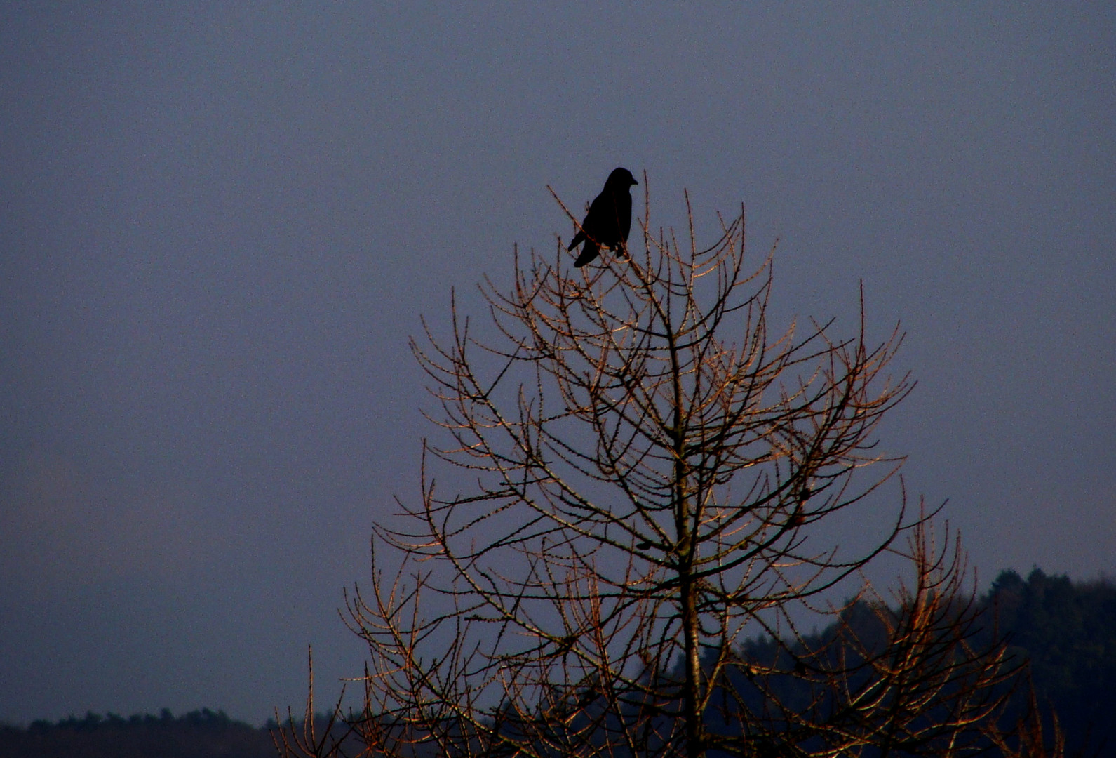 Vogel-am-Baum