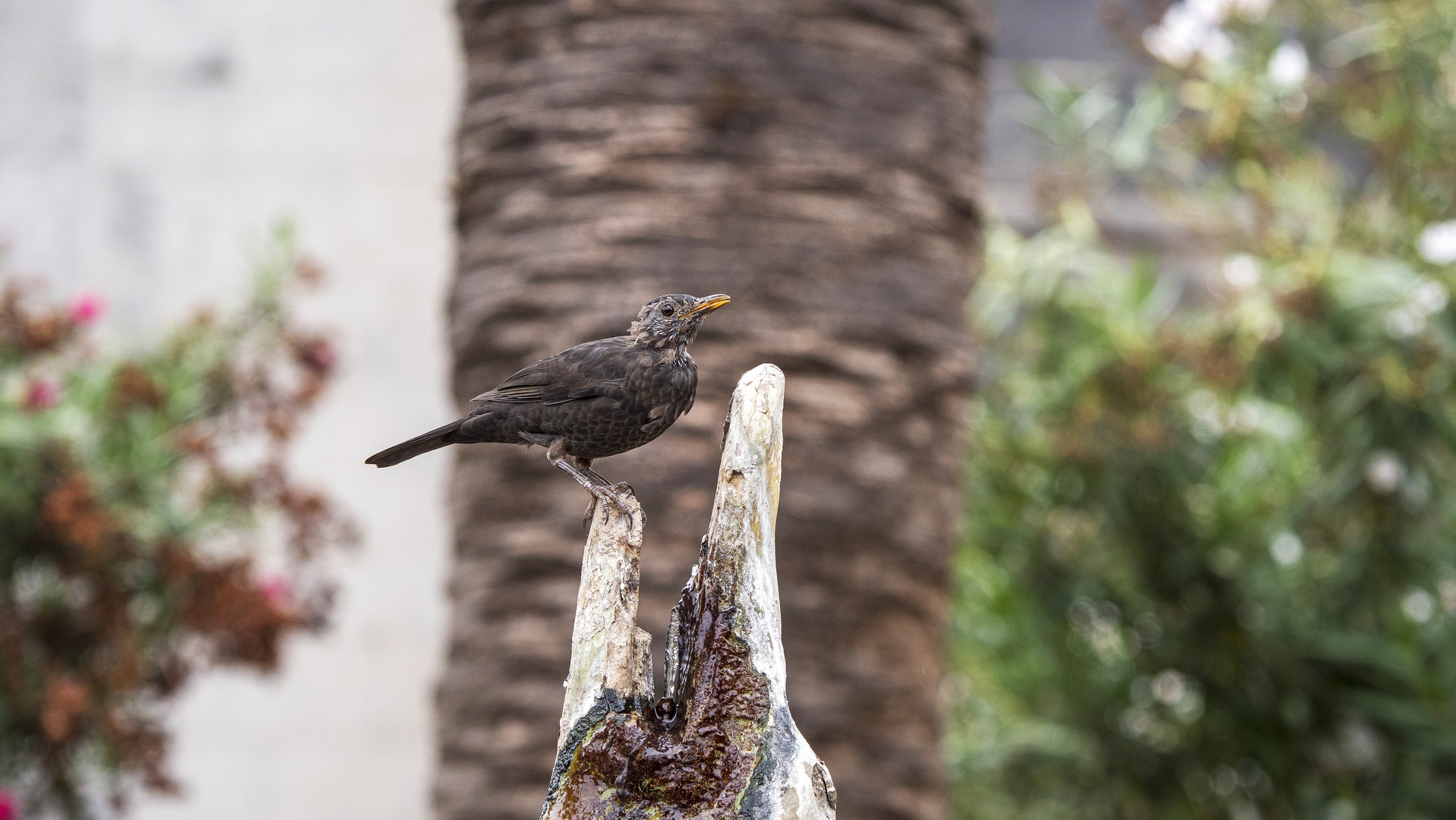 Vogel am Brunnen 2