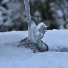 Vogel am Brunnen