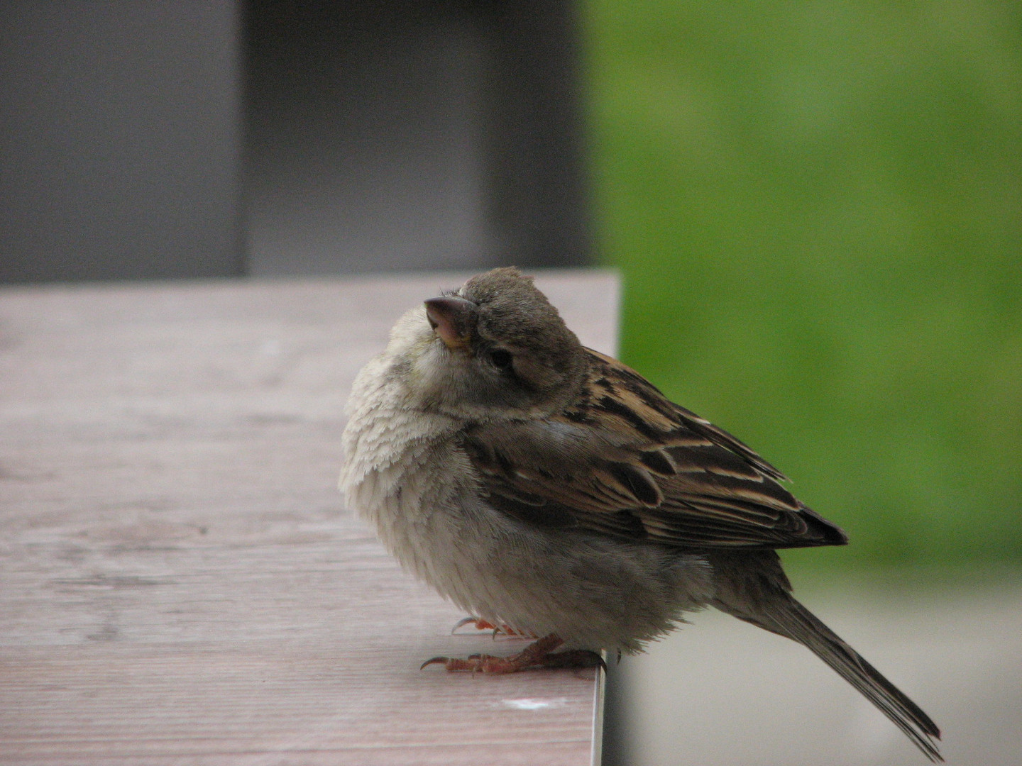 Vogel am Flughafen!